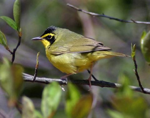 A yellow bird on a tree branch