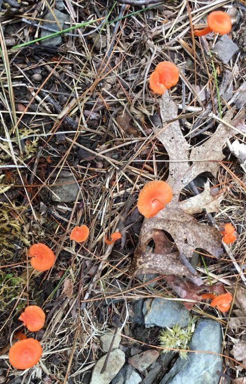 Orange colored fungi in the forest