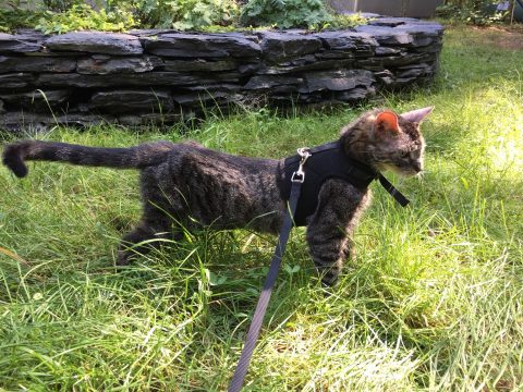 A grey-striped cat in a harness walking through tall grass