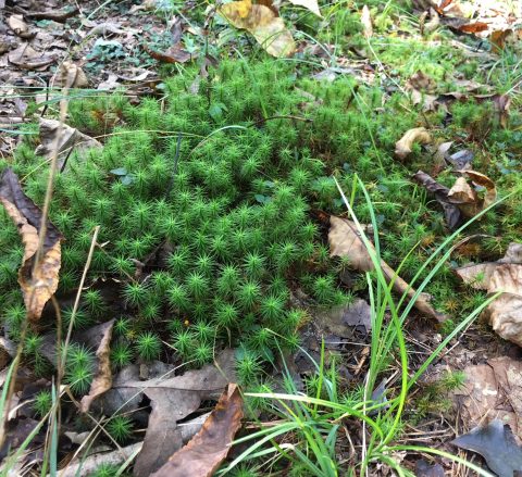Moss on the forest floor