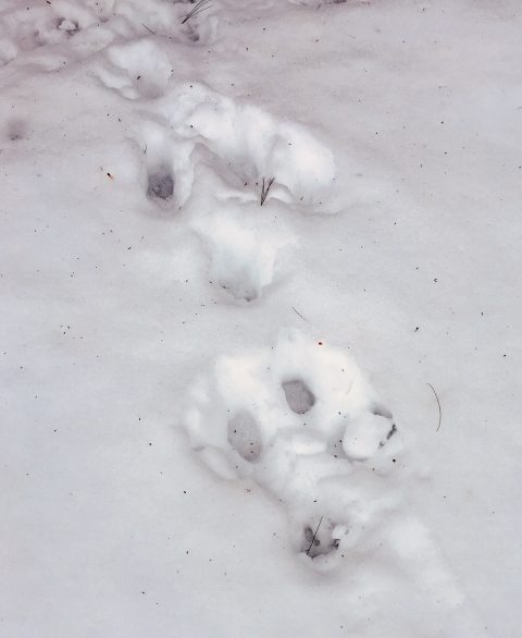 Animal prints in the snow