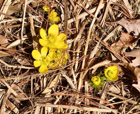 Yellow flowers blooming in the spring