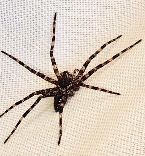 Close up of a spider with alternating brown and black bands on the legs