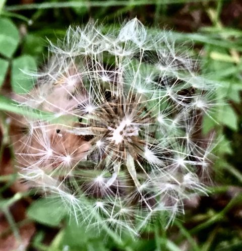 Dandelion seeds on a flower stalk