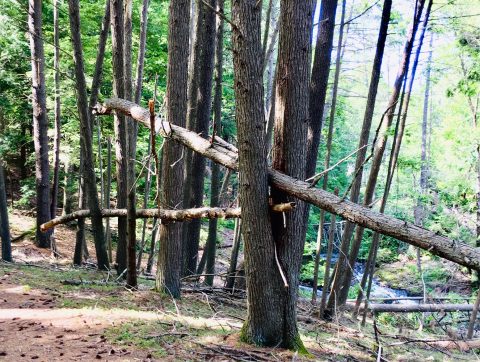 Standing trees and fallen trees on a sloping ravine above a stream