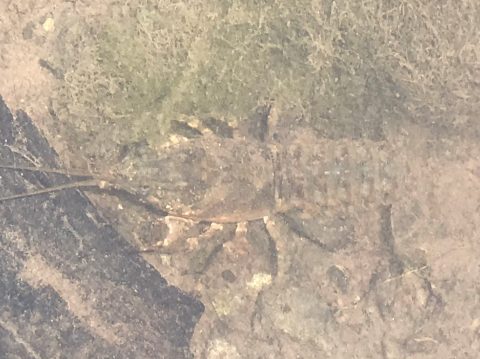 A crayfish camouflaged against rocks