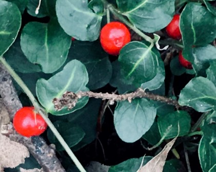 Red berries amid green leaves