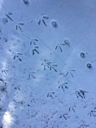 Bird tracks in the snow
