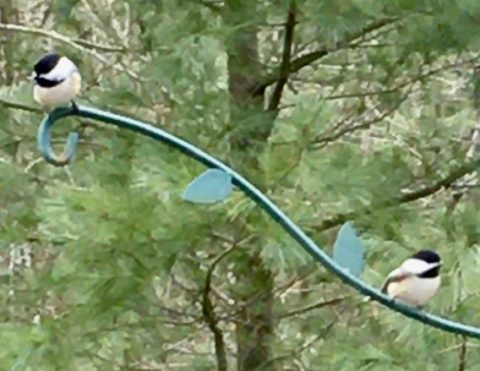 Two chickadees sitting on a metal bird feeder hanger