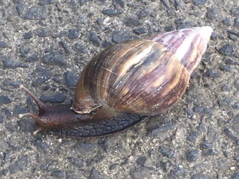 A large snail on a sidewalk