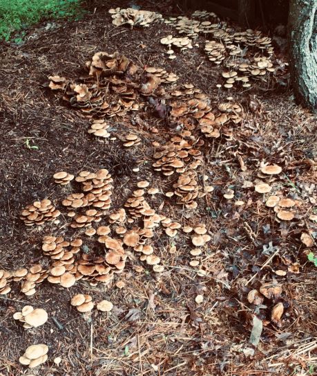 Fungi growing in a shady spot under a tree