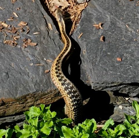 A black and brown patterned snake coming out onto rocks
