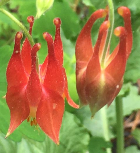 Reddish-orange flowers hanging from stems