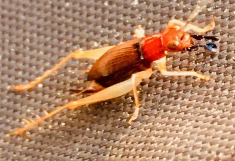 A reddish-brown cricket-like insect