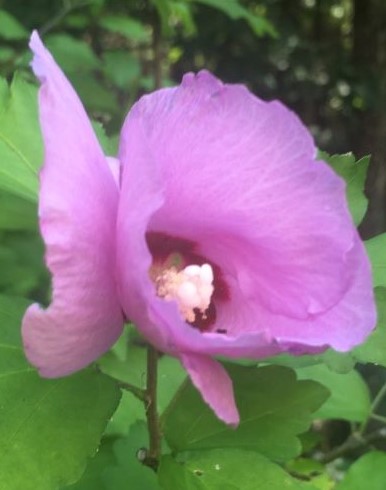 Close-up image of a dark pink flower on a leafy stem