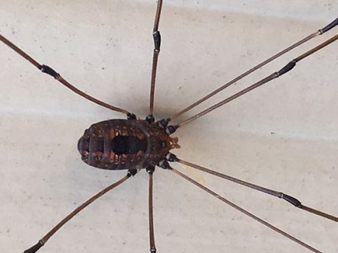 A brown spider with very long legs