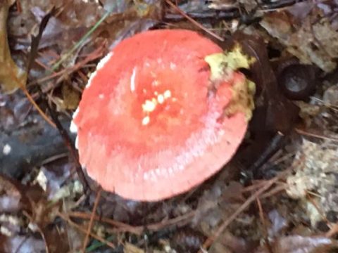 A round, orange fungi on the forest floor