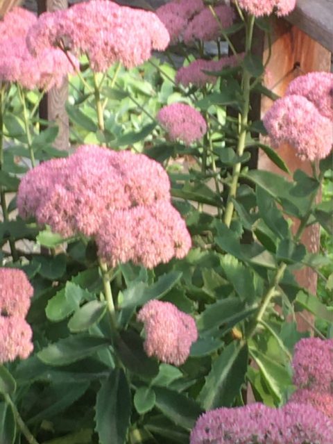 Large clumps of pink flowers growing on leafy stems
