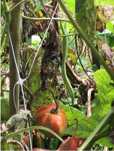 A green bean and an orange gourd growing amid leafy plants