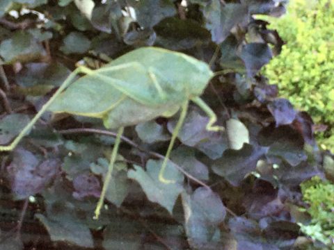 A green cricket-like insect camouflaged against darker green leaves