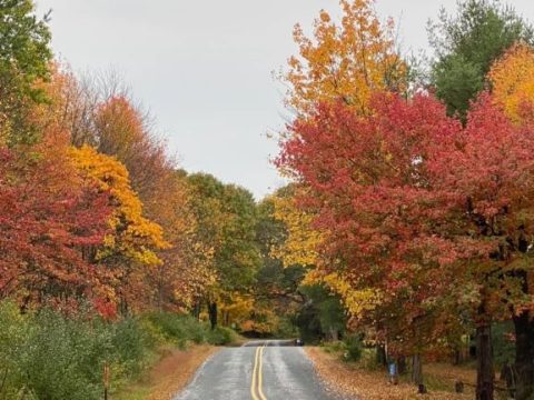 Fall-colored orange, red, and yellow trees on eithr side of an empty road