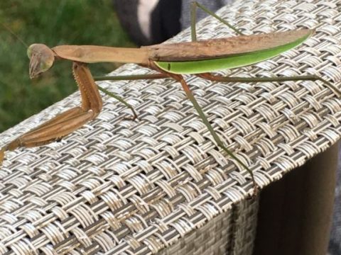A brown praying mantis on the arm of a lawn chair