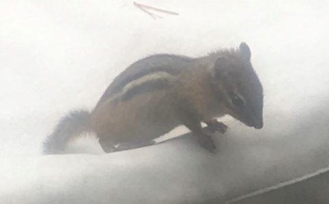 A chipmunk peering over a white edge
