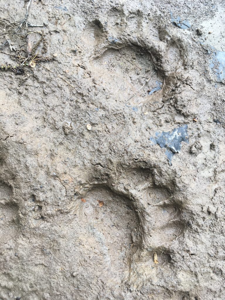 Animal paw prints in mud