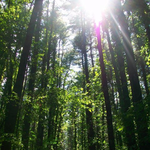 A dozen or so trees in the forest on a sunny day