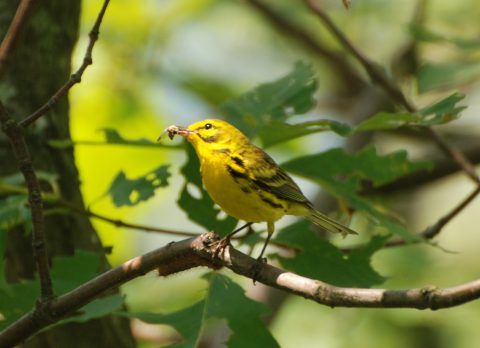 A small yellow bird on a tree branch