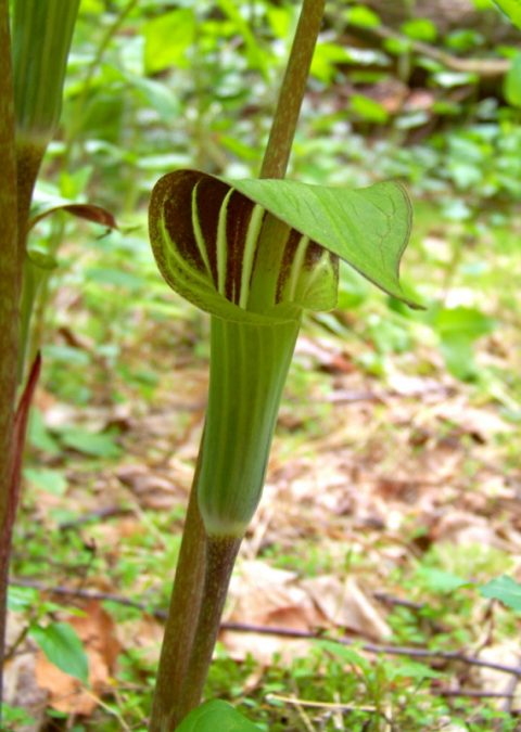 A green stem ending with vertical dark stripes on the curving leaf.