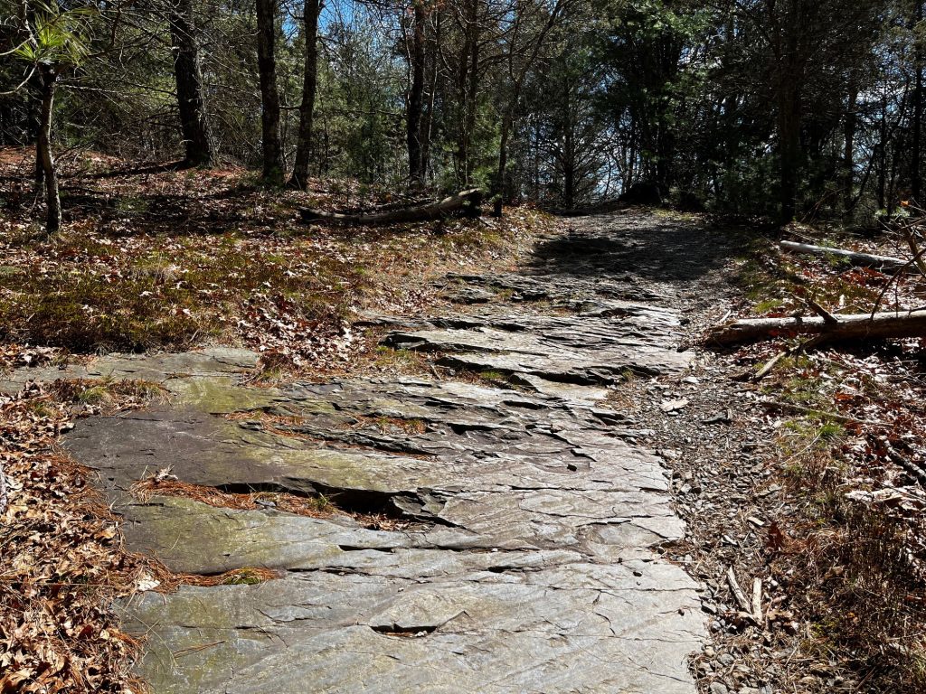 Bedrock in the woods surrounded by trees on both sides