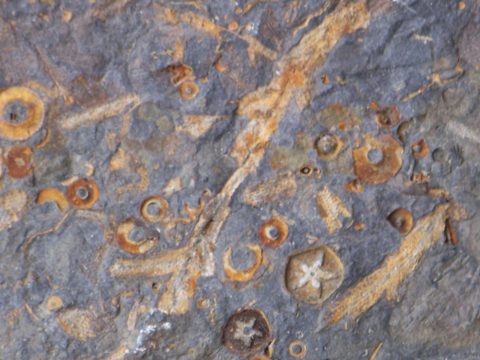 Small fossils in a grey rock