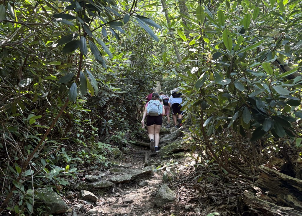 Hikers in the woods on a summer day