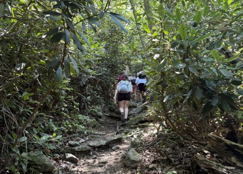 Hikers in the woods on a summer day