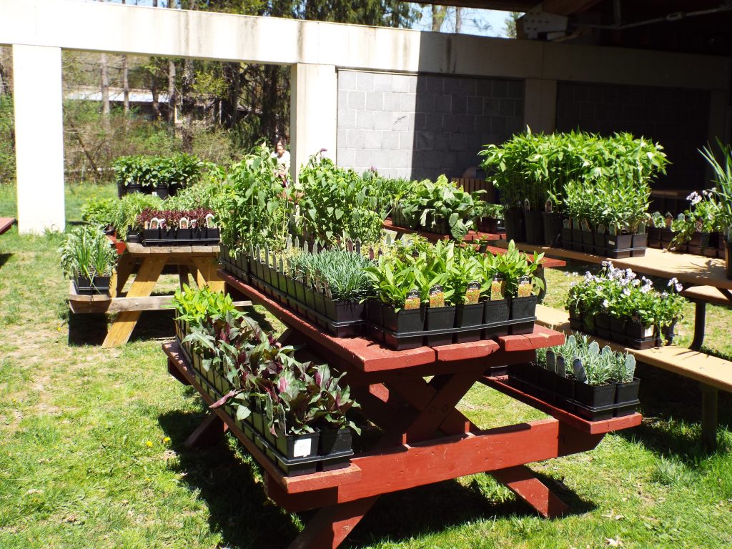 A number of plants for sale outside on picnic tables