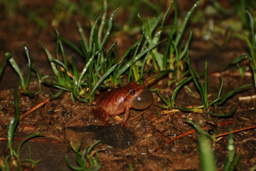 A small frog amid the grass at night