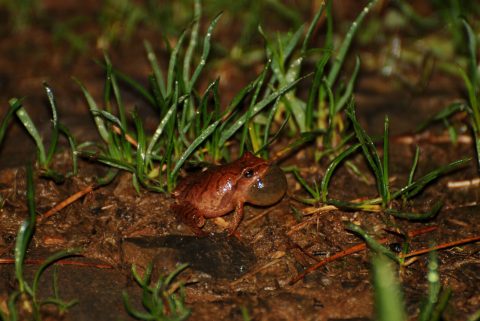 A small frog amid the grass at night