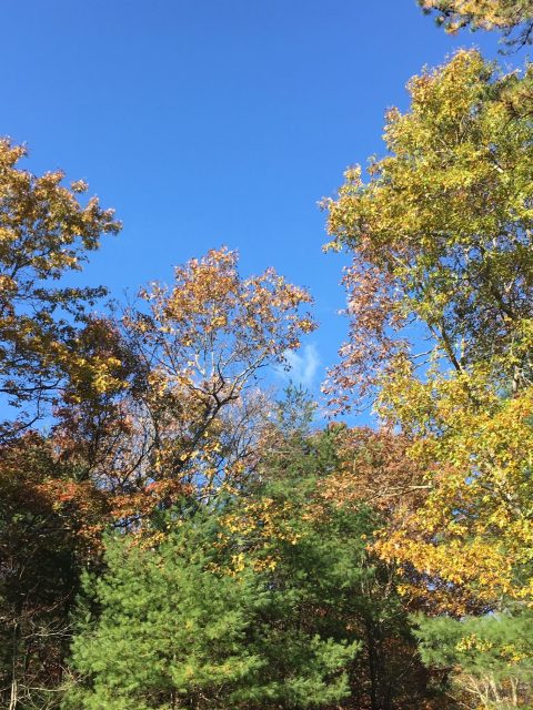 Trees with leaves beginning to change color