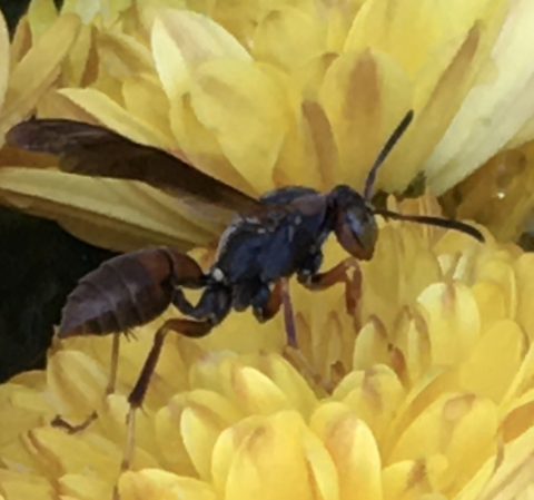 A brown wasp on a yellow flower