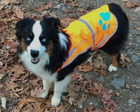 A black and white dog with blue eyes wearing a hunting safety vest