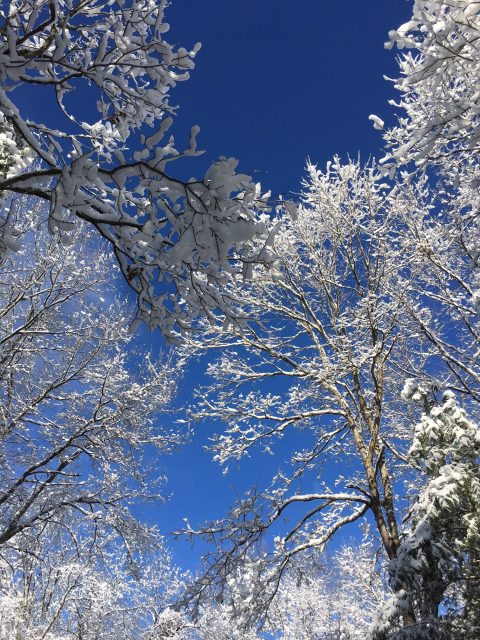 Ice covered tree branches against a blue sky