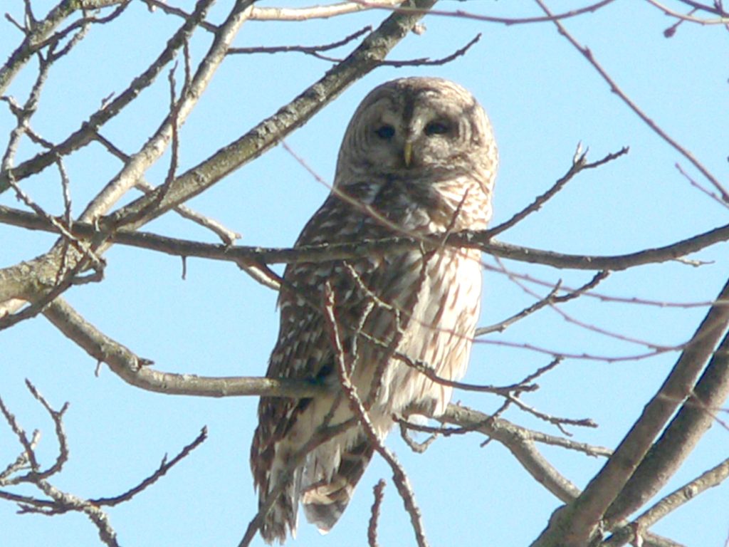 A brown and white speckled owl in a leafless tree