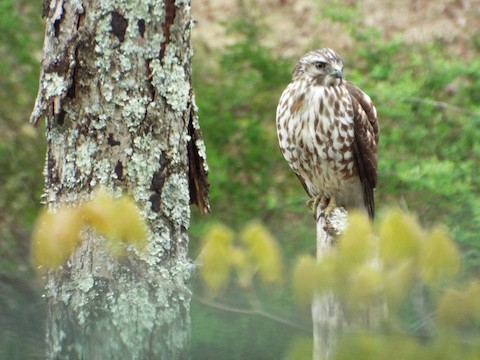 A brown and white speckled hawk perched on the top of a broken tree trunk