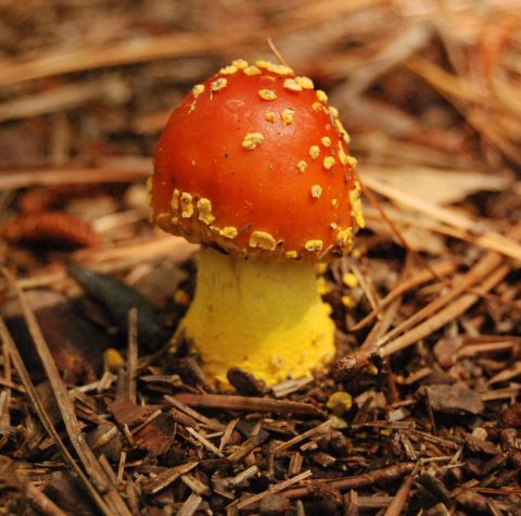 A mushroom-shaped fungi with a white stem and a red cap