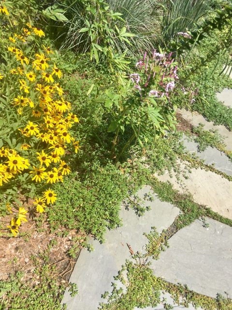 Green plants between stones in a flagstone walkway