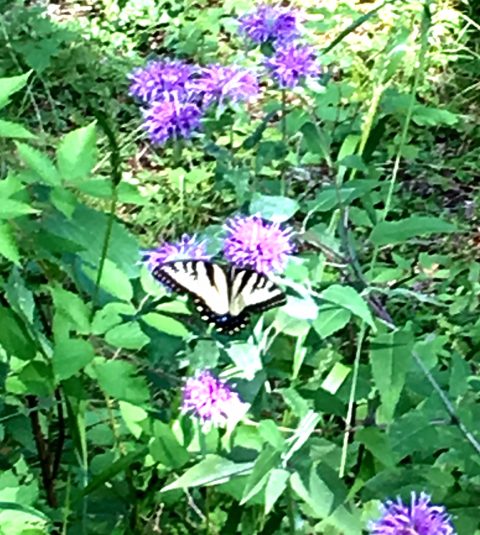A yellow and black butterfly resting on purple flowers amid green, leafy plants