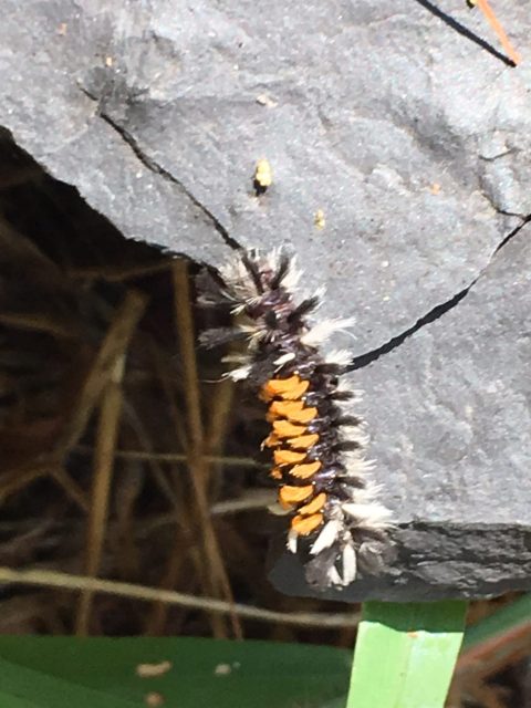 A black and white caterpillar with orange, spiky tufts on its back