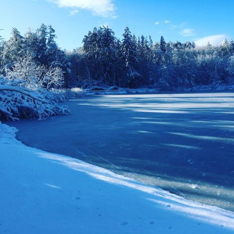 A pond with snow covered bank and trees