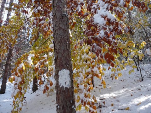A tree with autumn leaves and snow